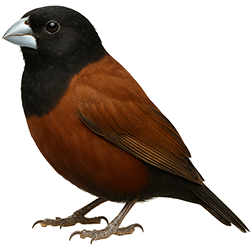 Chestnut Munia